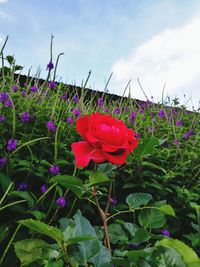 Close-up of poppies blooming on field against sky