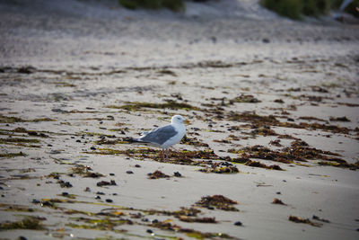 Seagull perching on a beach