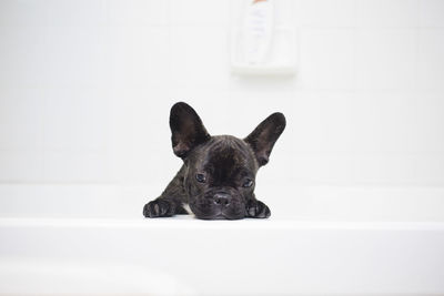 Portrait of black dog at home