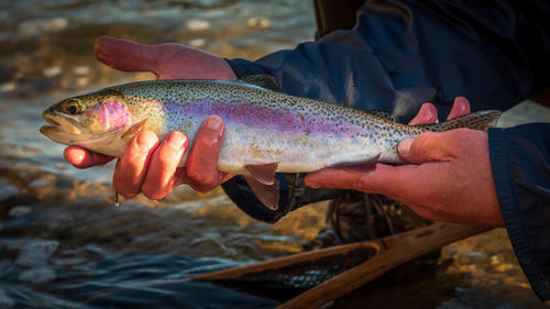 Midsection of man holding fish