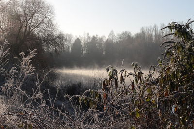 Plants against clear sky