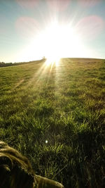 Scenic view of field against bright sun