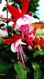 Close-up of red flower