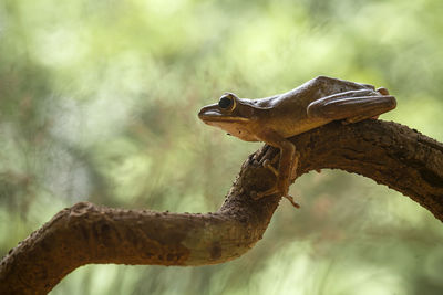 Close-up of lizard on tree