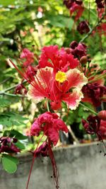 Close-up of pink flowers