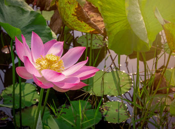 Close-up of pink lotus water lily