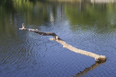 High angle view of bird on lake