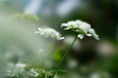 Close-up of white flowering plant on field