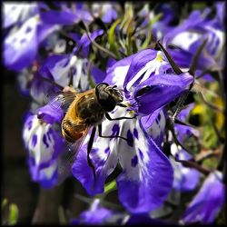 Close-up of honey bee pollinating on white flower