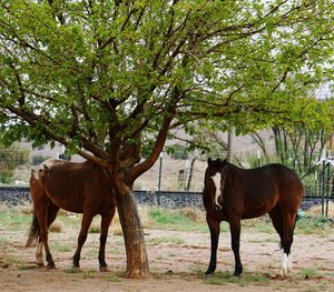 Horse standing on field against trees