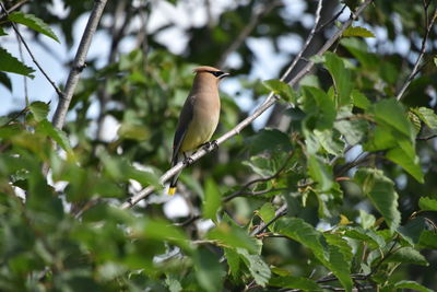 Bird perching on a tree