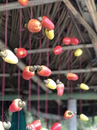 Close-up of fruits hanging on plant