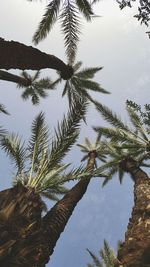 Low angle view of palm tree against sky