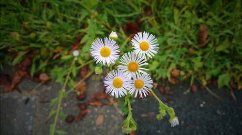 High angle view of white flowers blooming outdoors