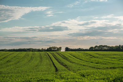 Scenic view of agricultural field against sky