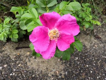 High angle view of pink flowering plant