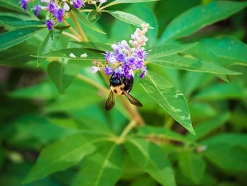 Close-up of honey bee on flower