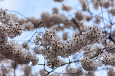 Close-up of white cherry blossom tree