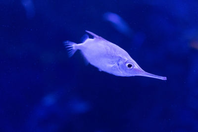 Fish swimming in sea