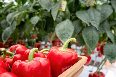 Close-up of bell peppers