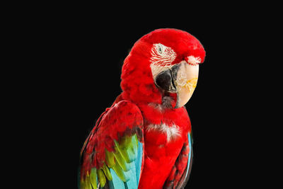 Close-up of a bird against black background