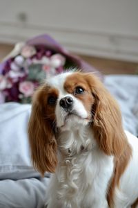 Close-up of dog-kong charles spaniel