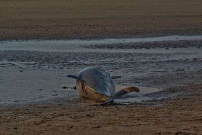 Porpoise on the beach