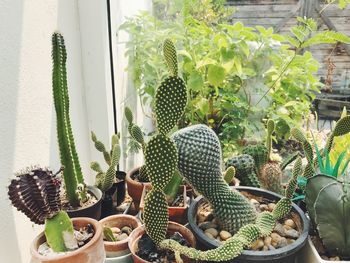 High angle view of potted plants