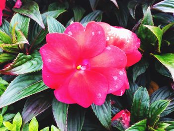 Close-up of pink flower blooming outdoors