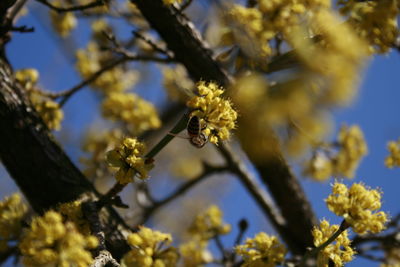 Close-up of bee pollinating flower