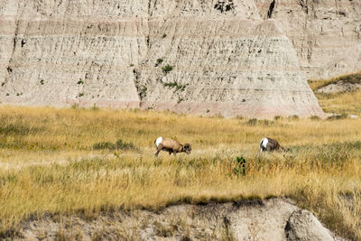 Sheep in a field