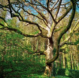 View of tree in forest