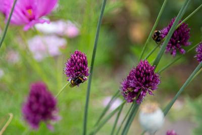 Close-up of butterfly pollinating on purple flower