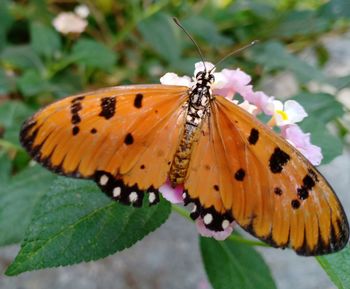 Close-up of butterfly pollinating on flower