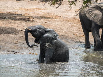 View of elephant drinking water