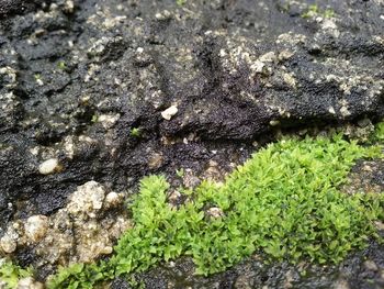 Close-up of tree trunk