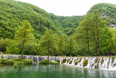 Scenic view of river amidst trees in forest