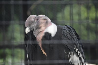 Close-up of eagle in cage at zoo