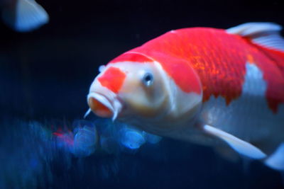 Close-up of fish swimming in sea