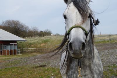 Horse standing in field