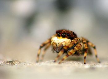 Close-up of spider