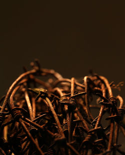 Close-up of dried plant against black background