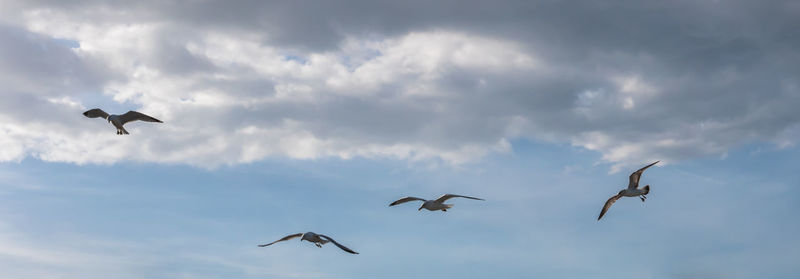 Low angle view of seagulls flying in sky