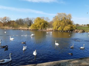 Swans swimming in lake against sky