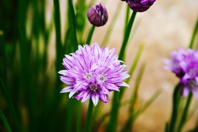 Close-up of purple flowering plants