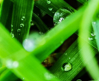 Close-up of wet plant leaves