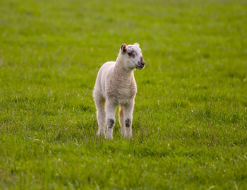 Sheep standing in a field