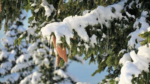 Close-up of snow on tree during winter