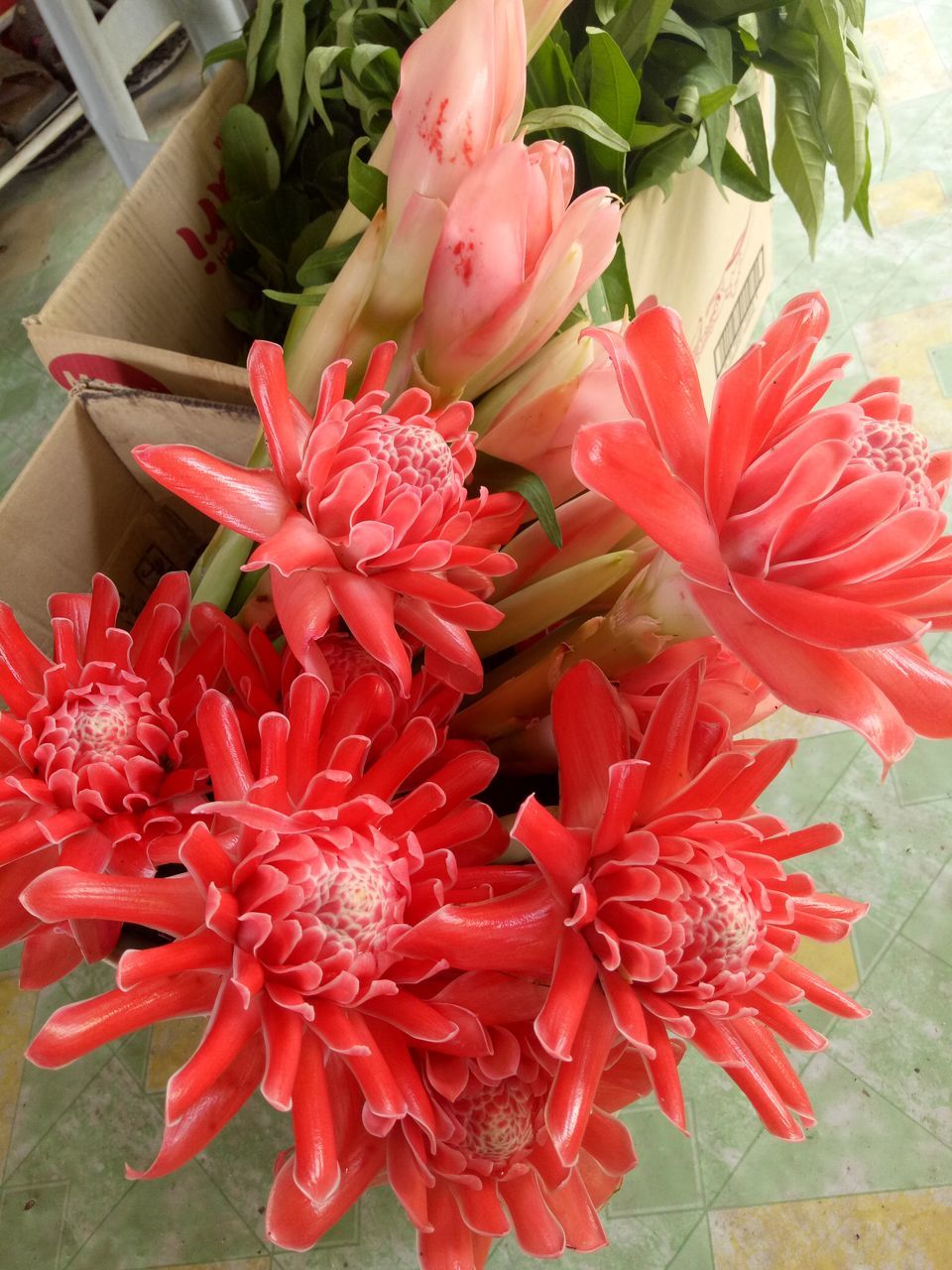 CLOSE-UP OF RED FLOWER