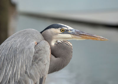 Close-up profile portrait of a grey heron